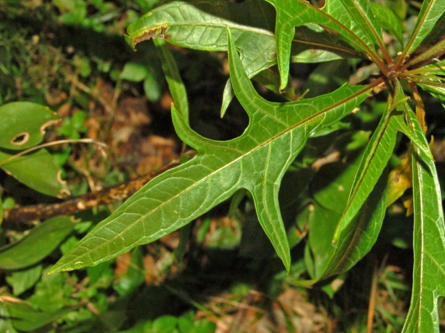 Solanum aviculare / Poroporo